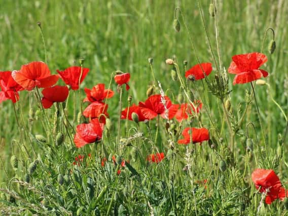 The poppy was adopted as a symbol of remembrance at the end of the First World War